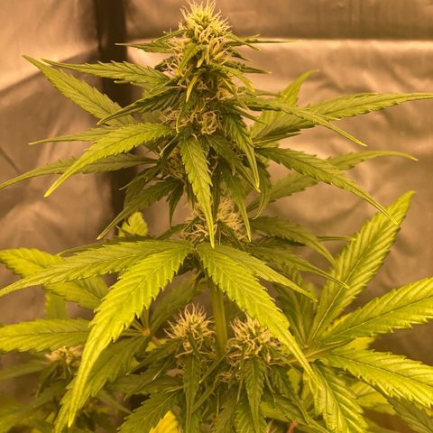 Auto Somango growlog timeline photo