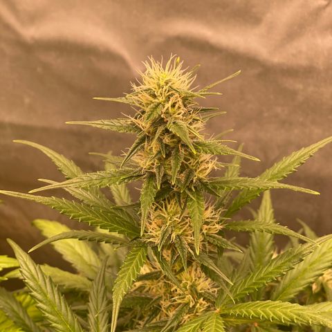 Auto Somango growlog timeline photo
