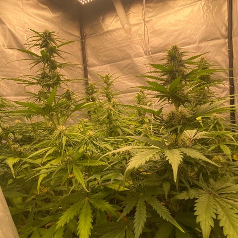 Auto Somango growlog timeline photo