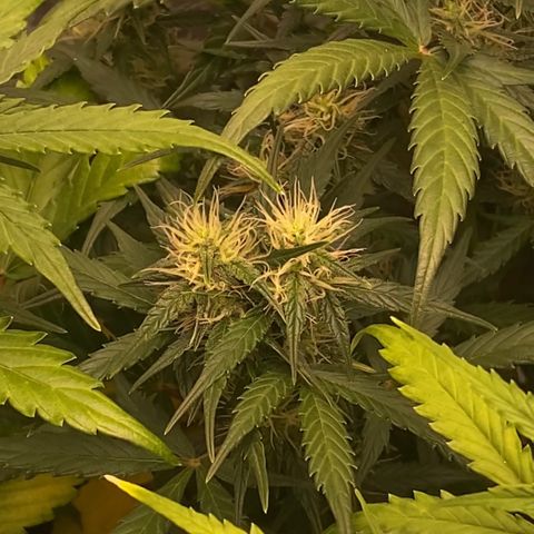 Auto Somango growlog photo: Pero que espectaculo!!! Por lo que he leido, podria ser algo parecido a (flor fasciada) es impresionante, nunca me habia salido nada asi, el fenotipo n2 no deja de sorprenderme