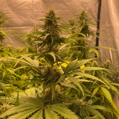 Auto Somango growlog timeline photo