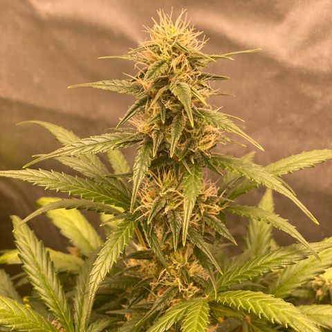 Auto Somango growlog timeline photo