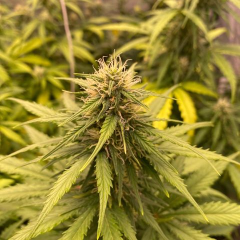 Auto Somango growlog timeline photo