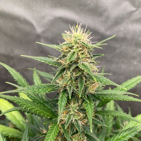 Auto Somango growlog timeline photo