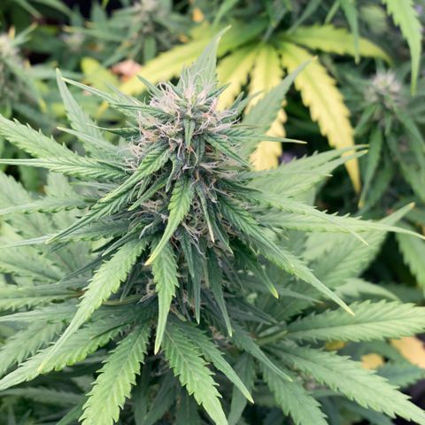 Auto Somango growlog timeline photo