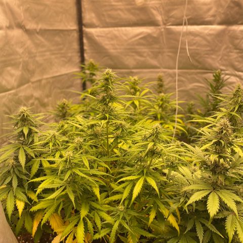 Auto Somango growlog timeline photo