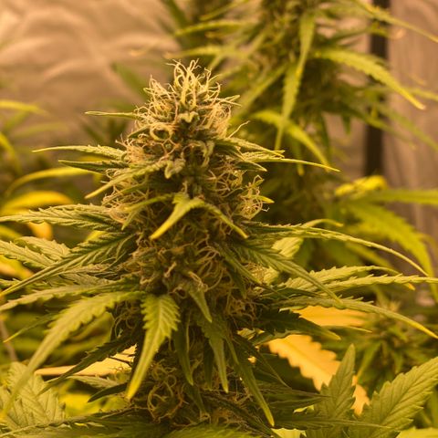 Auto Somango growlog timeline photo