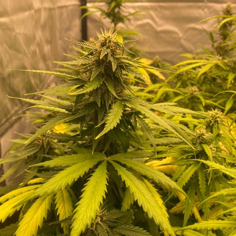 Auto Somango growlog timeline photo