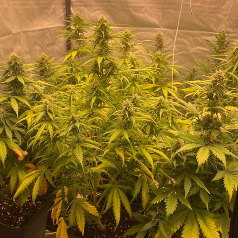 Auto Somango growlog timeline photo
