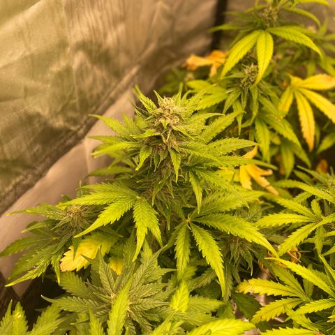 Auto Somango growlog timeline photo