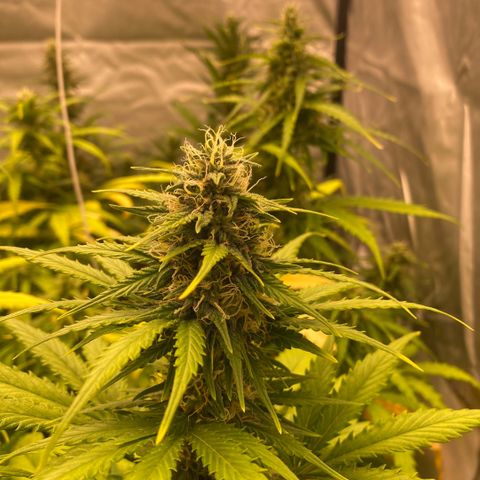Auto Somango growlog timeline photo