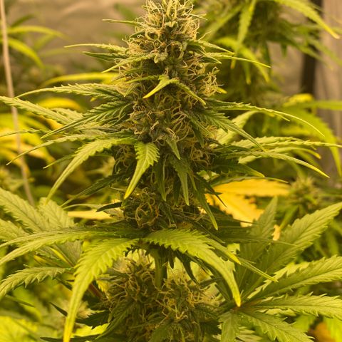 Auto Somango growlog timeline photo
