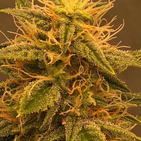 Auto Somango growlog timeline photo