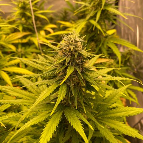 Auto Somango growlog timeline photo