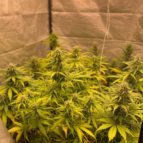 Auto Somango growlog timeline photo