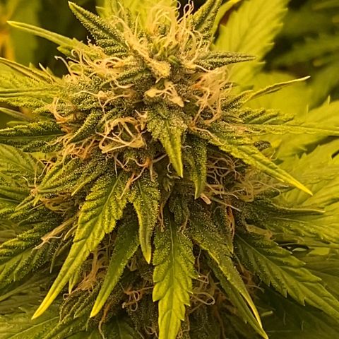 Auto Somango growlog photo: N9