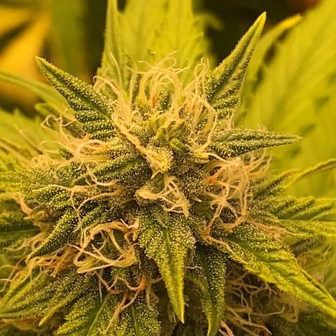 Auto Somango growlog photo: N9