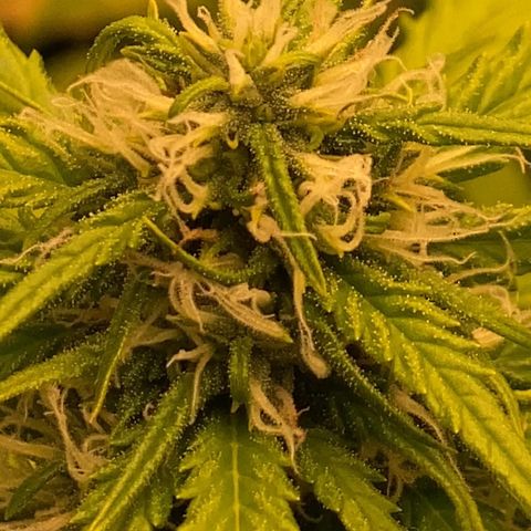 Auto Somango growlog photo: N8