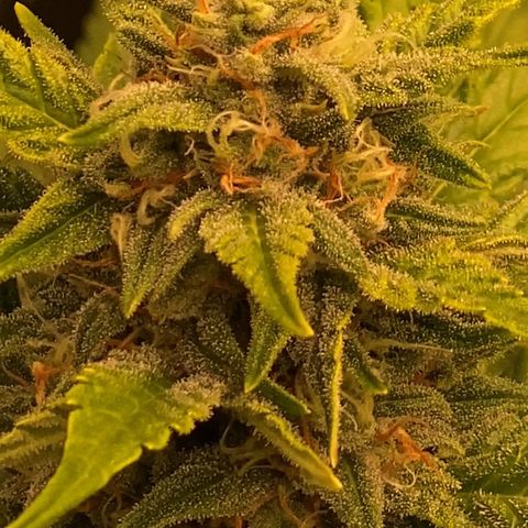 Auto Somango growlog photo: N4
