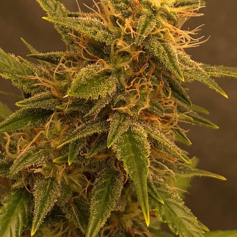 Auto Somango growlog photo: N2