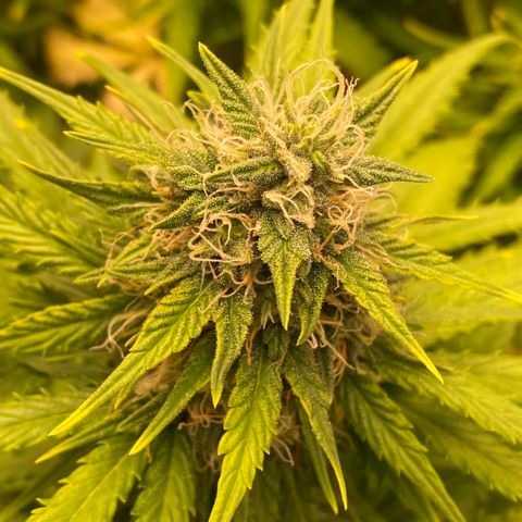 Auto Somango growlog photo: Que escandalo