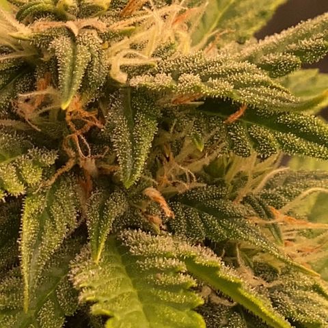 Auto Somango growlog photo: Que escandalo