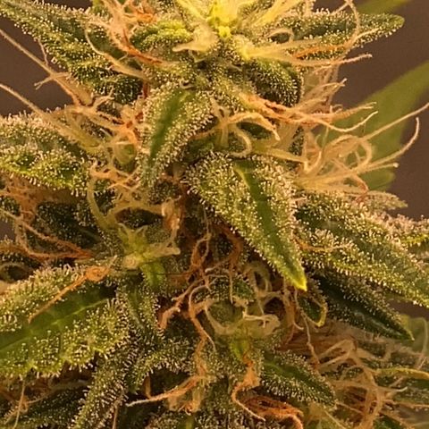 Auto Somango growlog photo: Que escandalo