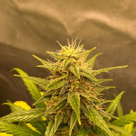 Auto Somango growlog photo: Que escandalo