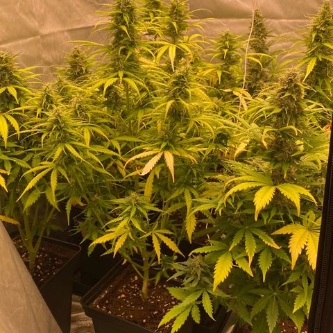 Auto Somango growlog timeline photo
