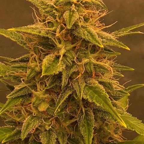 Auto Somango growlog timeline photo