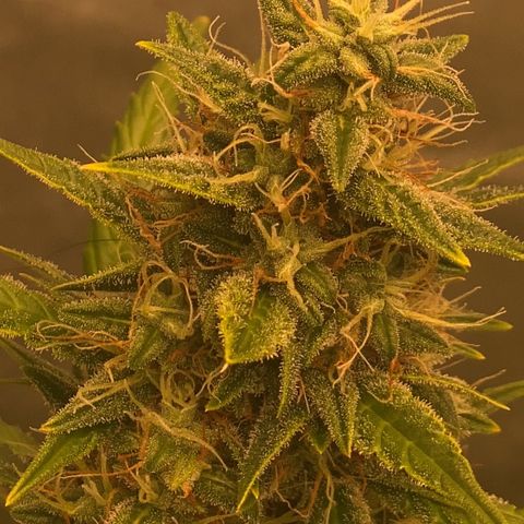 Auto Somango growlog timeline photo