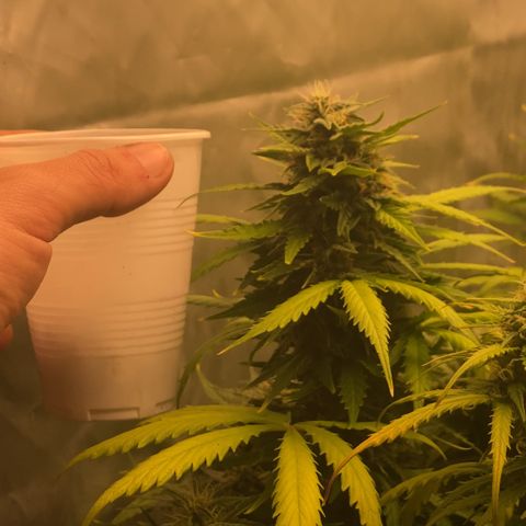 Auto Somango growlog timeline photo