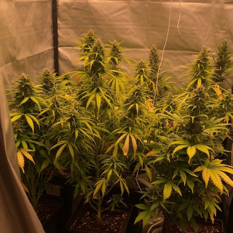 Auto Somango growlog timeline photo