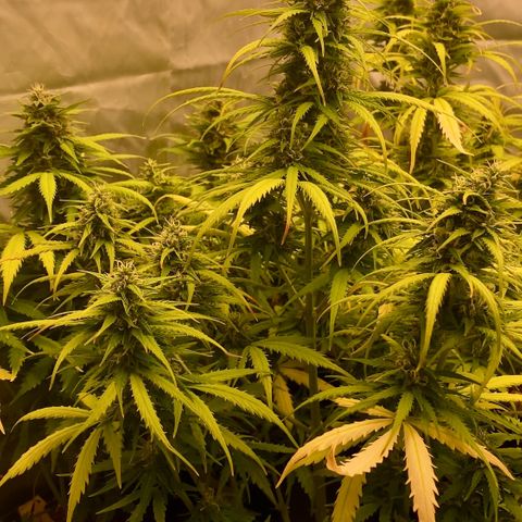 Auto Somango growlog photo: Muy feliz de ver como a avanzado esto, he disfrutado mucho del proceso 