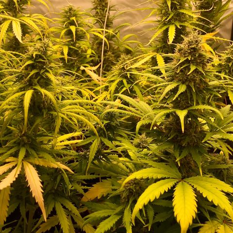 Auto Somango growlog photo: Muy feliz de ver como a avanzado esto, he disfrutado mucho del proceso 