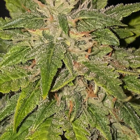 Auto Somango growlog photo: Muy feliz de ver como a avanzado esto, he disfrutado mucho del proceso 