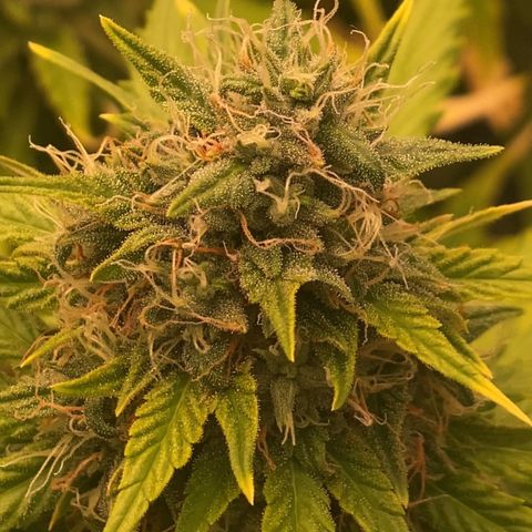 Auto Somango growlog photo: Muy feliz de ver como a avanzado esto, he disfrutado mucho del proceso 