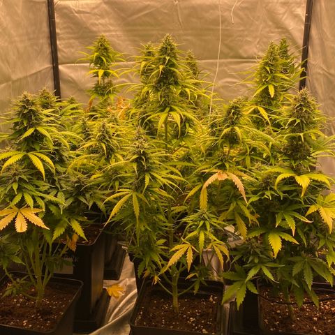 Auto Somango growlog timeline photo