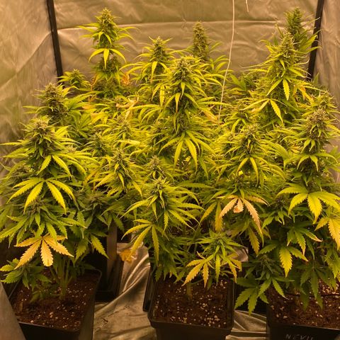 Auto Somango growlog timeline photo
