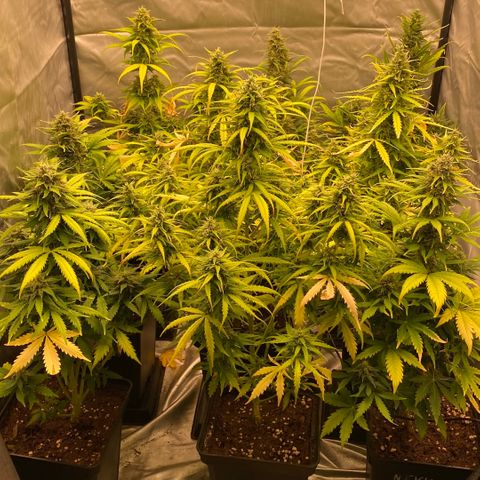 Auto Somango growlog timeline photo