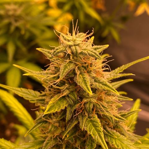 Auto Somango growlog photo: N2