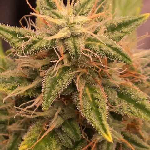Auto Somango growlog photo: N2