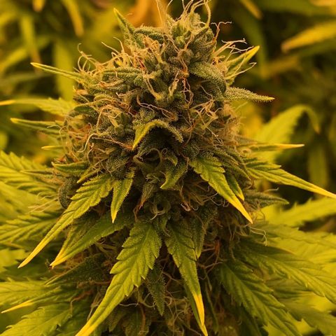Auto Somango growlog photo: N9