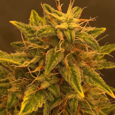 Auto Somango growlog photo: N2