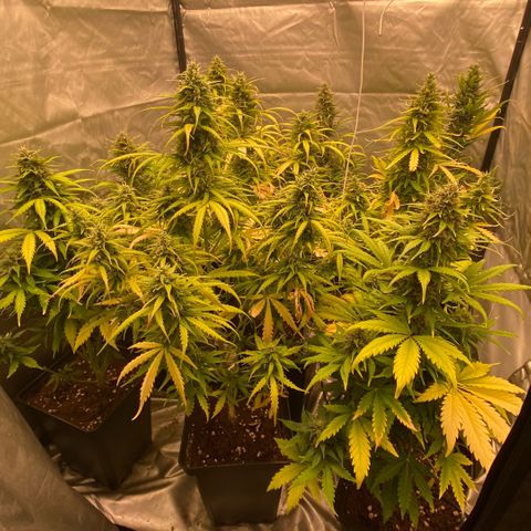 Auto Somango growlog photo: El desarrollo de las pequeñas esta llegando a su punto final, siempre he sido partidario de que la naturaleza haga su curso, no he realizado ninguna defoliacion, laa hojas han ido cayendo de forma natural, solo se le realizo al comienzo un ligero lst para potenciar alguna rama y rellenar espacios