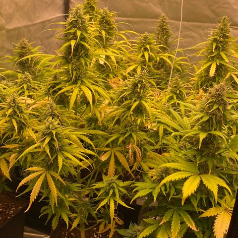 Auto Somango growlog photo: El desarrollo de las pequeñas esta llegando a su punto final, siempre he sido partidario de que la naturaleza haga su curso, no he realizado ninguna defoliacion, laa hojas han ido cayendo de forma natural, solo se le realizo al comienzo un ligero lst para potenciar alguna rama y rellenar espacios