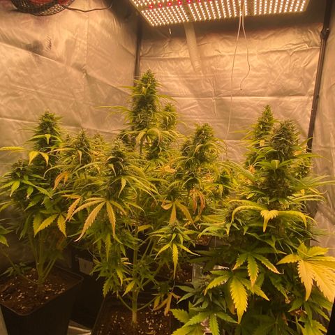 Auto Somango growlog photo: El desarrollo de las pequeñas esta llegando a su punto final, siempre he sido partidario de que la naturaleza haga su curso, no he realizado ninguna defoliacion, laa hojas han ido cayendo de forma natural, solo se le realizo al comienzo un ligero lst para potenciar alguna rama y rellenar espacios