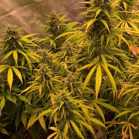 Auto Somango growlog photo: Nos acercamos al final, voy a darles de 7 a 10 dias, para dejar que maduren las más sobredimensionadas y tijera!