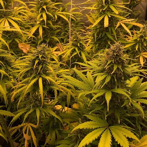 Auto Somango growlog photo: Nos acercamos al final, voy a darles de 7 a 10 dias, para dejar que maduren las más sobredimensionadas y tijera!
