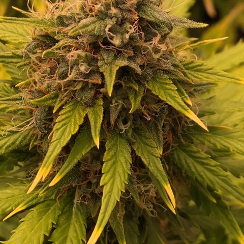Auto Somango growlog timeline photo
